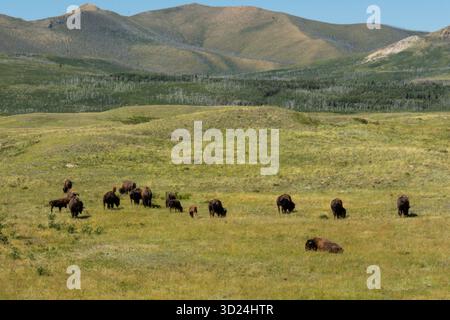 Troupeau de bisons paissant paisiblement dans un paysage verdoyant et ensoleillé de prairie. Waterton, Alb Banque D'Images