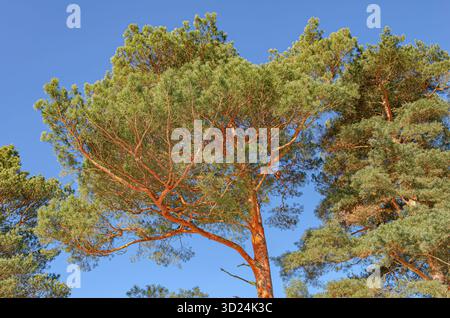 Un majestueux pin haut avec un feuillage vert éclatant atteint un ciel bleu profond et clair par une journée ensoleillée. Banque D'Images