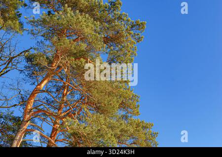 Un majestueux pin haut avec un feuillage vert éclatant atteint un ciel bleu profond et clair par une journée ensoleillée. Banque D'Images