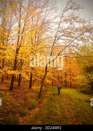 Arbres de plage en automne avec un cycliste sur un sentier, sur un vélo Gravel West Sussex automne, octobre 2025 Banque D'Images