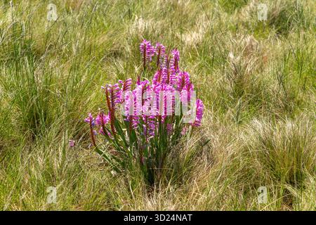 Fleur de bugle rose (Watsonia confusa), également connue sous le nom de watsonia confus, en fleurs – une fleur sauvage sud-africaine endémique dans une prairie naturelle Banque D'Images
