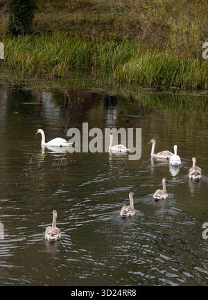 Cygnes muets sur le lac à Walton Hall, Warwickshire, Angleterre, Royaume-Uni Banque D'Images