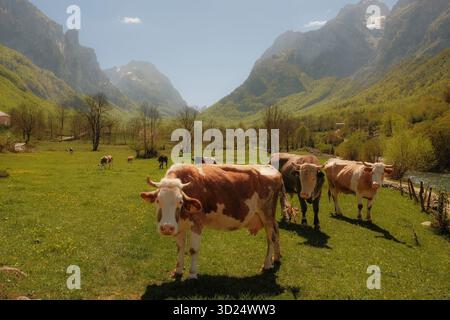 Groupe de vaches debout et pâturant sur une prairie verdoyante entourée de majestueux sommets montagneux et de forêts dans une vallée alpine ensoleillée Banque D'Images
