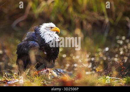 L'aigle à tête blanche mâle (Haliaeetus leucocephalus) mange le poisson Banque D'Images