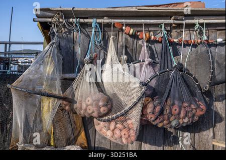 Gros plan de divers filets de pêche et pièges à poissons avec des flotteurs rouges et des manilles suspendues pour le séchage sur un mur en bois rugueux d'une maison de pêcheur dans le Banque D'Images