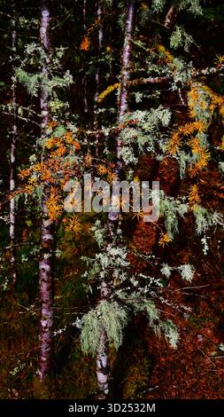 Branche d'arbre de Larch dans les couleurs d'automne avec de petits cônes et montrant des aiguilles dorées ainsi que des aiguilles vert vif. Banque D'Images