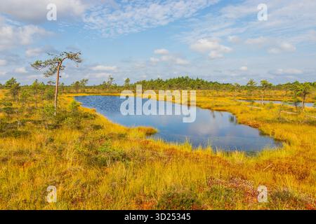 Un lac calme de tourbière reflète le ciel bleu et les pins clairsemés au milieu de la végétation de marais dorés dans le parc national de Soomaa, Estonie. Banque D'Images