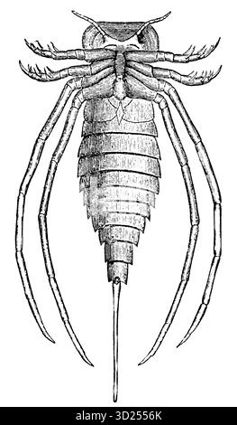 Eurypterus a vécu dans la période silurienne, illustration historique 1900 Banque D'Images