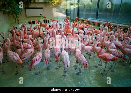 cntv/Vogelgrippe- Auch die Flamingos in Tierpakt Hagenbeck muessen in den Stall 30,202025 in Hamburg zu Schutz der Tiere verhangt Hamburg ab Freitag 31.10.2025 eine Stallpflicht Aufstallungsgebot ist eine sog. Biosicherheitsmaßnahme zur Bekämpfung von Tierseuchen und bezeichnet die behördliche Anordnung, Nutztiere aus Freilandhaltung und Offenstallsystemen in geschlossenen Ställen zu halten Hamburg Deutschland *** cntv grippe aviaire les flamants roses à Tierpakt Hagenbeck doivent également être gardés à l'intérieur 30 202025 à Hambourg pour protéger les animaux Hambourg imposera une interdiction obligatoire de stalle vendredi 31 10 2 Banque D'Images