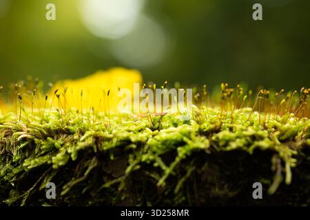 Plan macro de mousse verte avec sporophytes poussant sur une bûche d'arbre dans la forêt. Gros plan macro, angle bas, contre-jour, zones lumineuses bokeh, personne Banque D'Images