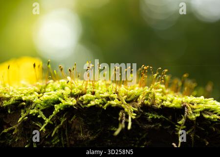 Plan macro de mousse verte avec sporophytes poussant sur une bûche d'arbre dans la forêt. Gros plan macro, angle bas, contre-jour, zones lumineuses bokeh, personne Banque D'Images