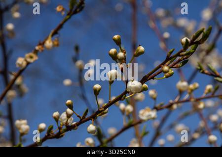 Prunus cerasifera, également connu sous le nom de prune printanière, présente des grappes de fleurs blanches bourgeonnantes sur un ciel bleu vif au début du printemps. Banque D'Images