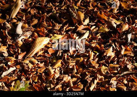 fond de feuilles d'automne, norfolk, angleterre Banque D'Images