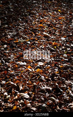 fond de feuilles d'automne, norfolk, angleterre Banque D'Images