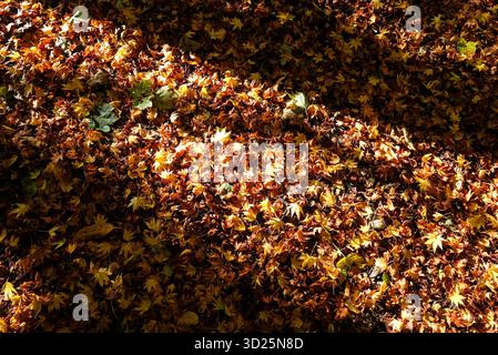 fond de feuilles d'automne, norfolk, angleterre Banque D'Images