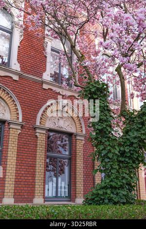 Magnolia rose en pleine floraison à côté d'un bâtiment historique en briques rouges Banque D'Images