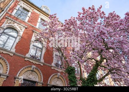 Magnolia rose en pleine floraison à côté d'un bâtiment historique en briques rouges Banque D'Images
