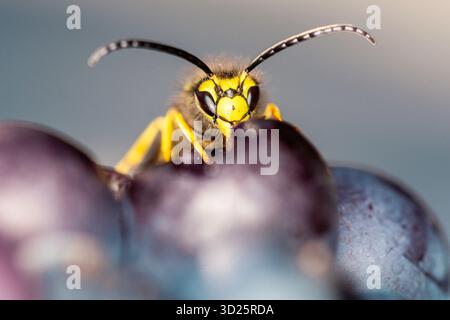 Guêpe de veste jaune perchée sur des raisins foncés, capturée dans des détails macro nets. Contraste saisissant entre l'anatomie des insectes et la texture des fruits. Banque D'Images