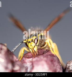 Macro photo de guêpe de veste jaune sur grappe de raisin. Contraste saisissant entre le corps jaune de l’insecte et le fruit violet profond. Banque D'Images