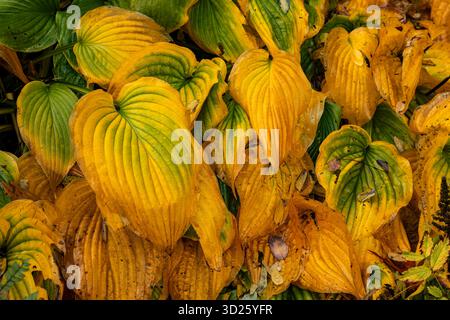 WA28689-00...WASHINGTON - feuilles colorées d'automne de l'usine Hostas vues les jardins Kubota dans le sud de Seattle. Banque D'Images
