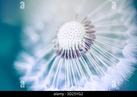 Tête de pissenlit blanche et duveteuse, macro douce sur un fond flou bleu froid. Gros plan de fleur sauvage. Nature botanique florale printemps été zen calme bien-être Banque D'Images