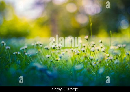 Fleurs de marguerites blanches dans une prairie d'été verte avec un flou doux et une lumière arrière. Champ de fleurs sauvages frais. Scène florale printanière naturelle de campagne paisible Banque D'Images