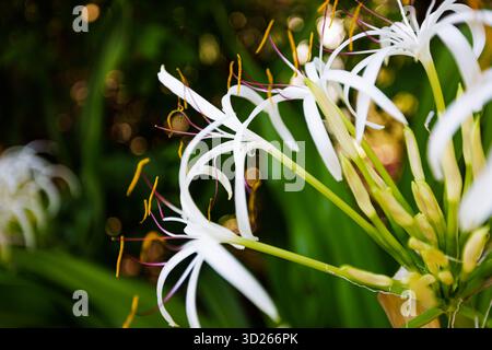 Fleurs de lis d'araignée blanche abstraite relaxante en gros plan dans un jardin tropical, fond floral doux, nature botanique sereine Banque D'Images
