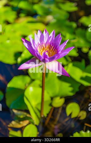 Gros plan de nénuphar violet dans le jardin tropical, fond de nature florale verticale avec feuillage doux de rêve Banque D'Images
