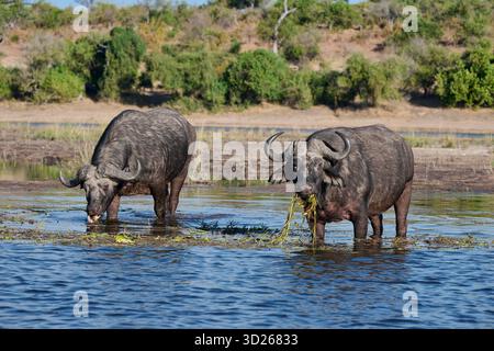 Deux buffles africains (Syncerus caffer) se nourrissant à Chobe River, Parc national de Chobe, Botswana Afrique Banque D'Images