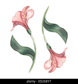 Fleur d'Alstroemeria avec composition de tige et de feuille. Illustration botanique à l'aquarelle peinte à la main isolée sur blanc. Idéal pour le motif floral, les cartes Banque D'Images