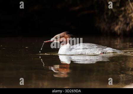 La femelle commune (nord-américaine) ou goosander (eurasienne) (Mergus merganser) Banque D'Images