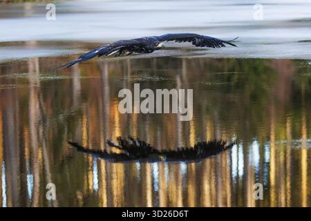 Aigle à queue blanche (Haliaeetus albicilla) sur l'eau avec de la glace Banque D'Images