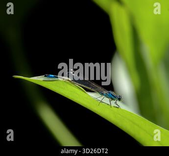 Macro d'une bluetail libellule sur une feuille verte Banque D'Images
