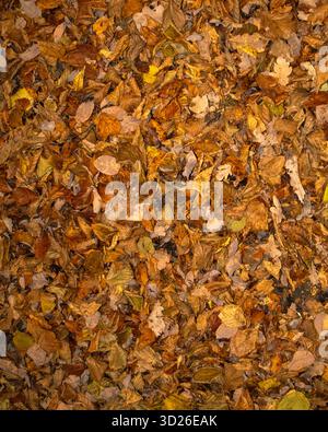 Feuilles d'automne sèches recouvrant le sol dans des tons de jaune, brun et orange. Banque D'Images