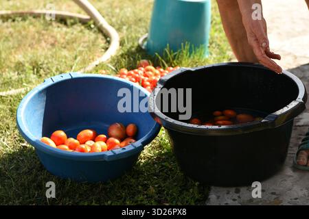 Deux bols avec des tomates rouges sur l'herbe - bols noirs et bleus remplis de tomates, avec plus de tomates dispersées dans le fond. Banque D'Images
