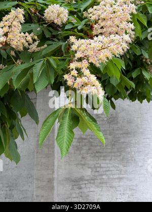 Marrons à cheval en fleurs au printemps Banque D'Images