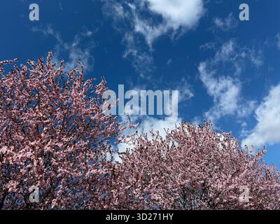 Arbres sakura printaniers en pleine floraison. Banque D'Images
