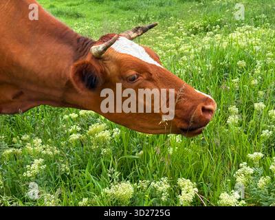 Vache pâturant sur le pâturage. Banque D'Images