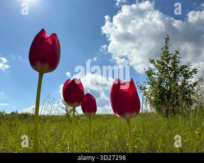 Tulipes dans l'herbe de prairie contre ciel bleu Banque D'Images