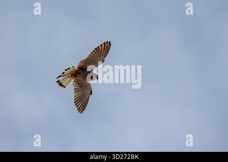 La crételle américaine (Falco sparverius) haut au-dessus de la tête Banque D'Images