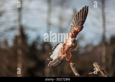 La crételle américaine (Falco sparverius) se leva soudainement Banque D'Images