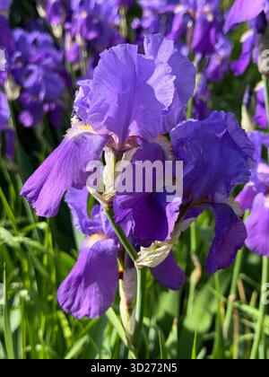 Belles fleurs d'Iris délicates fleurs violettes Banque D'Images