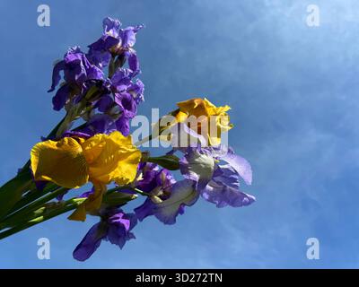 Bouquet de fleurs jaunes et violettes d'iris sur ciel bleu Banque D'Images