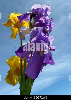 Bouquet de fleurs d'iris violettes et jaunes Banque D'Images