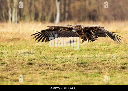 Les terres de l'aigle à queue blanche femelle (Haliaeetus albicilla) Banque D'Images