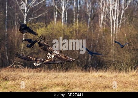 Aigle à queue blanche femelle (Haliaeetus albicilla) Banque D'Images