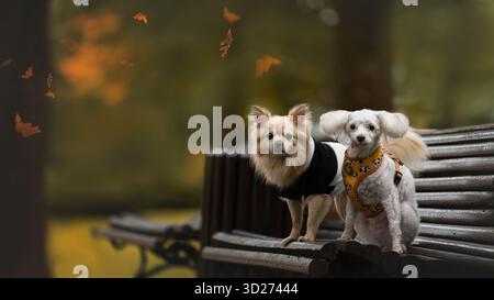 Deux chiens posant sur le banc à Central Park Banque D'Images