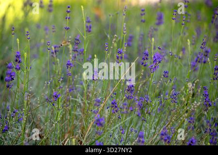 Un beau champ de fleurs de lavande avec quelques abeilles volant autour. La scène est calme et tranquille, car les abeilles sont occupées à ramasser le nectar de la fraise Banque D'Images