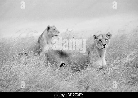 Le parc national du cratère du Ngorongoro en Tanzanie offre une occasion unique de découvrir la beauté brute de la savane africaine. Cette superbe photographie en noir et blanc capture un moment d’observation tranquille alors que deux lions se détendent parmi les hautes herbes, mettant en évidence l’incroyable biodiversité du parc et les prédateurs apex qui l’appellent chez eux. La scène évoque un sentiment de sérénité et le lien profond entre la faune et son environnement. Banque D'Images