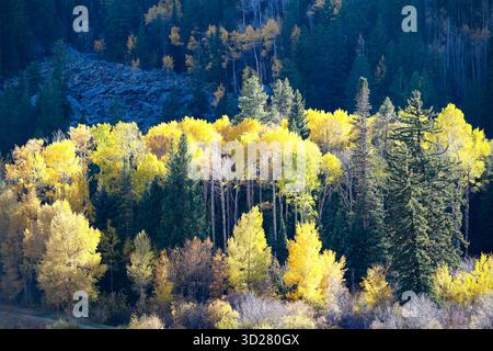 Les feuilles dorées dominent la forêt tandis que l'automne apporte des couleurs vives aux arbres. La lumière du soleil filtre à travers les branches, créant une atmosphère sereine à l'intérieur Banque D'Images